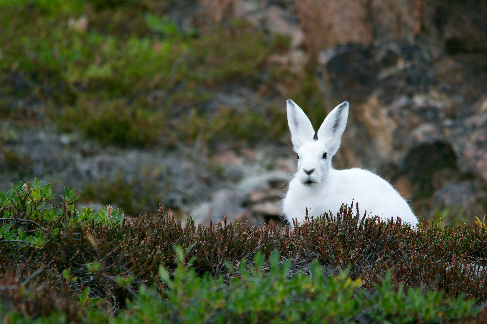 Sermersooq-rabbit-greenland